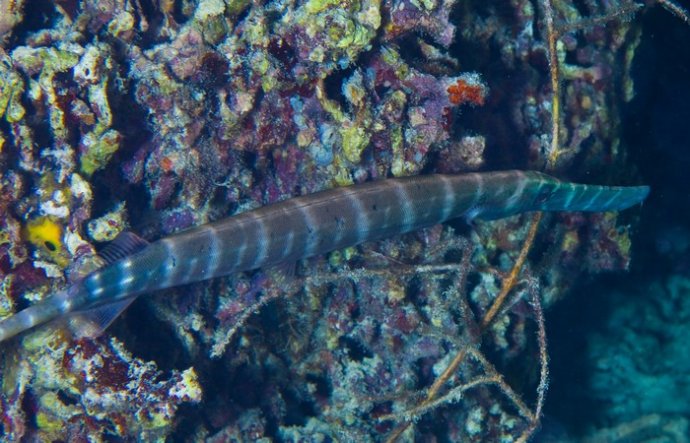 海底你不知道的东西,海底世界东海龙宫