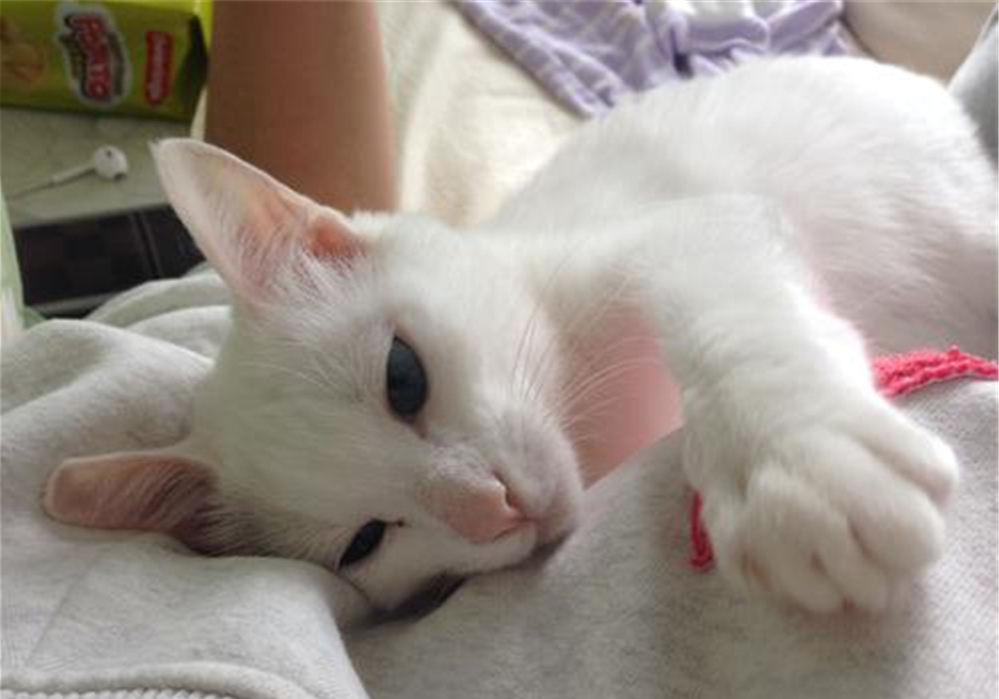 猫咪双眼皮,猫咪倒睫