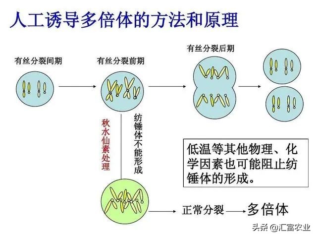 为什么种子公司的种子不能留种,农业种子为什么不能自留