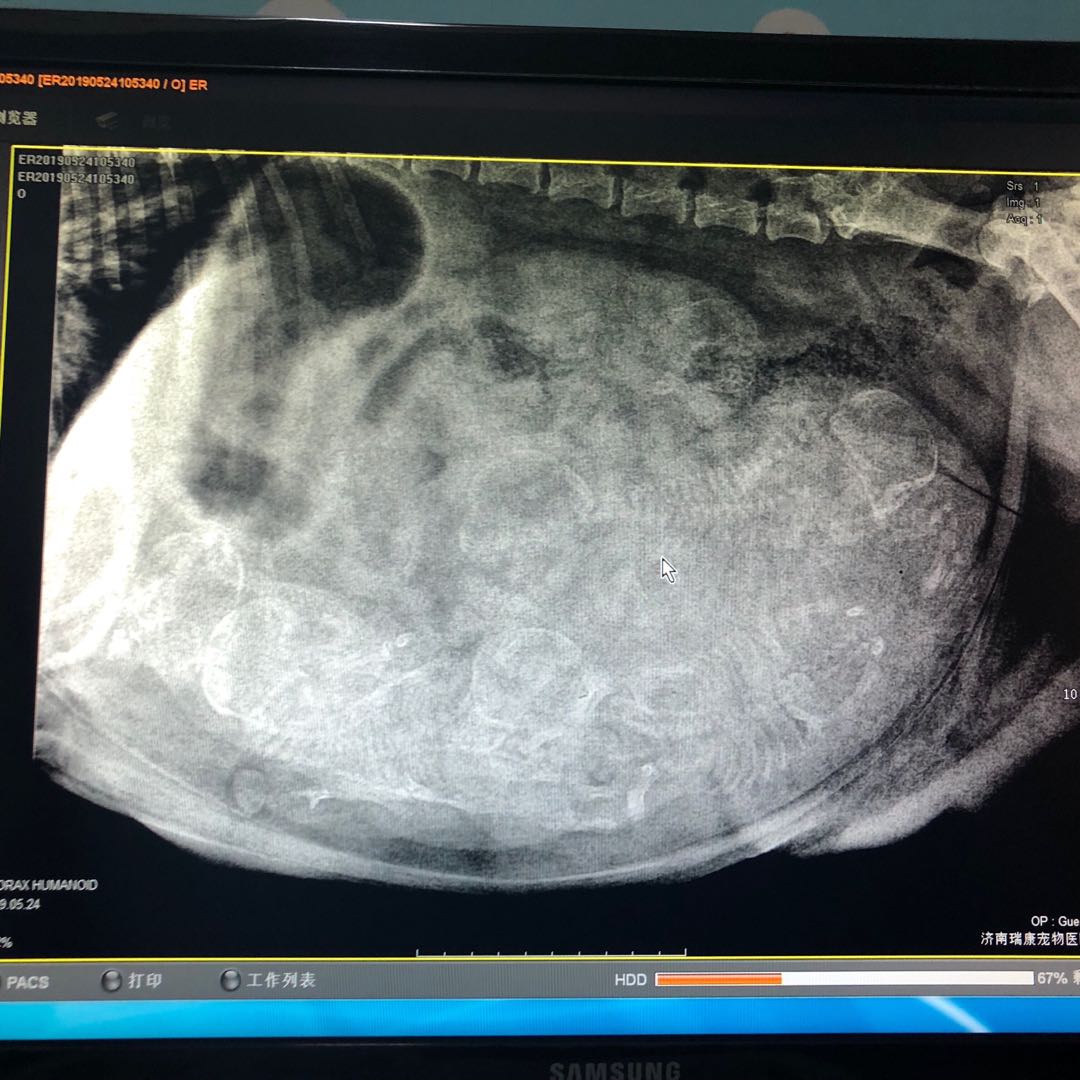 英牛分娩,英牛怀孕40天什么样
