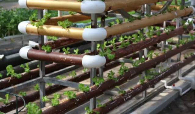 不了解这些，就不要做无土栽培了！