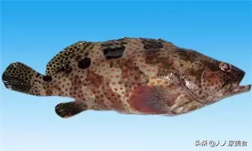 最好的十种石斑鱼,最漂亮的几种石斑鱼