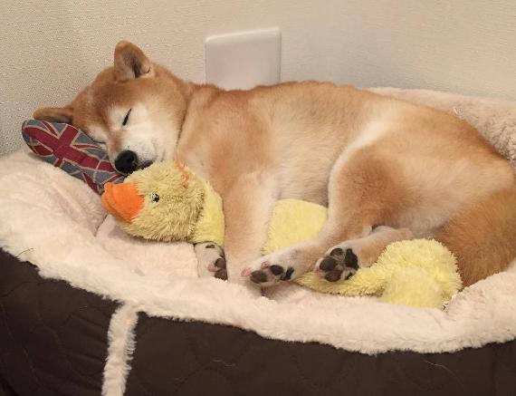 狗狗做梦的反应,原来隐藏了狗狗不同的心理