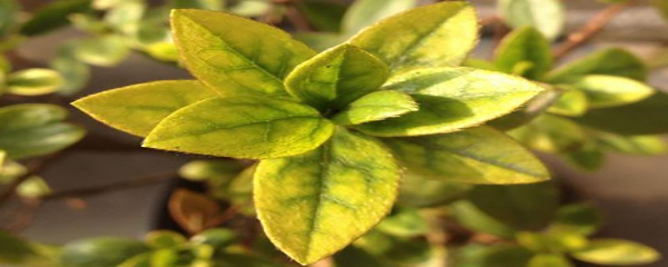 栀子花叶黄掉花苞怎么办,栀子花叶黄边焦怎么治