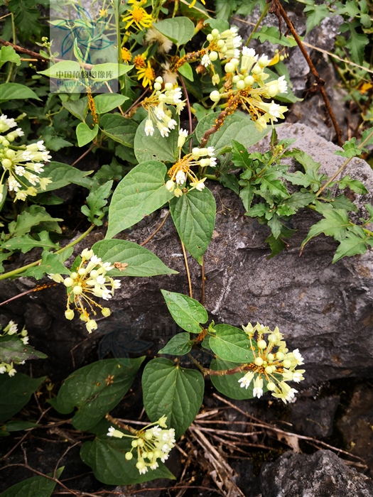 托腰散,托腰散的功效