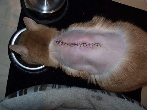 自己可以给猫注射疫苗吗,有必要每年给猫打疫苗吗