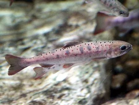 世界十大凶猛淡水鱼类,顶级淡水鱼类