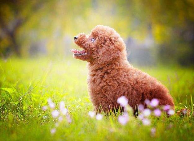 贵宾犬详解及日常养护,饲养贵宾犬的优点与缺点