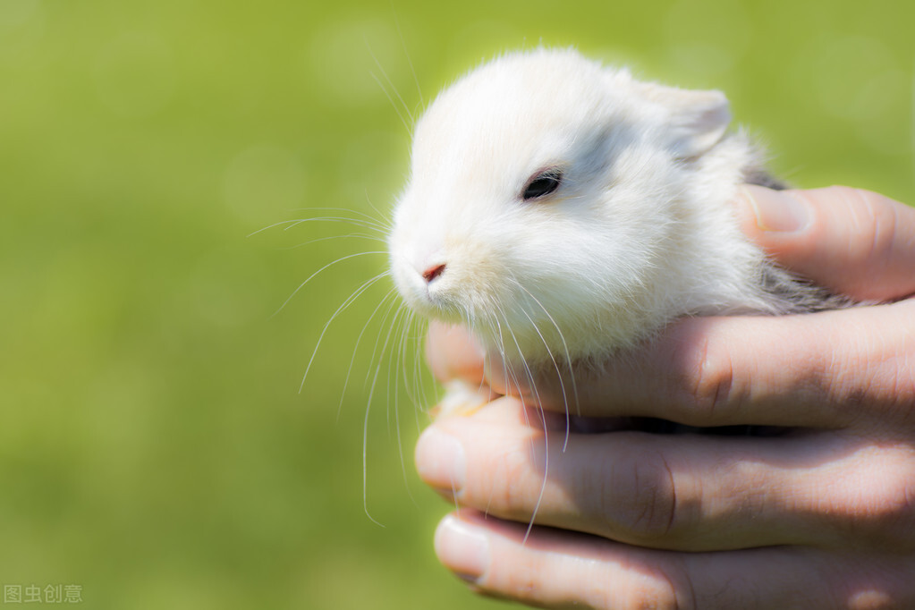 兔子耳道内真菌感染,专治兔子真菌的药