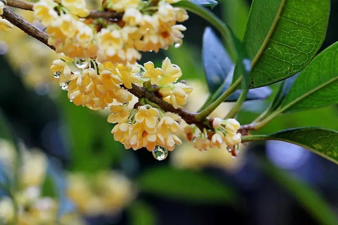 云品出滇入鲁,云品出滇鲜