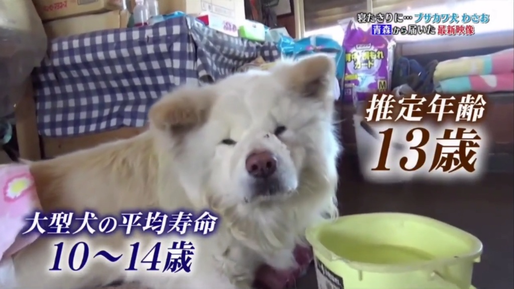 日本网红狗狗去世,日本狗死了