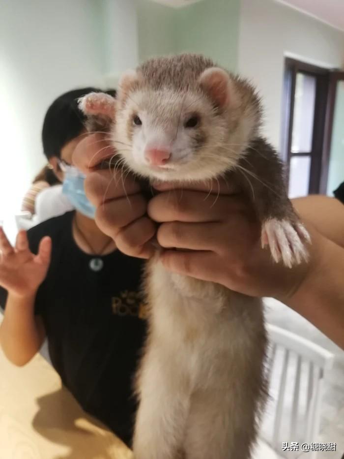 龙猫土拨鼠蜜袋鼯,龙猫真是太可爱了心都要被萌化了