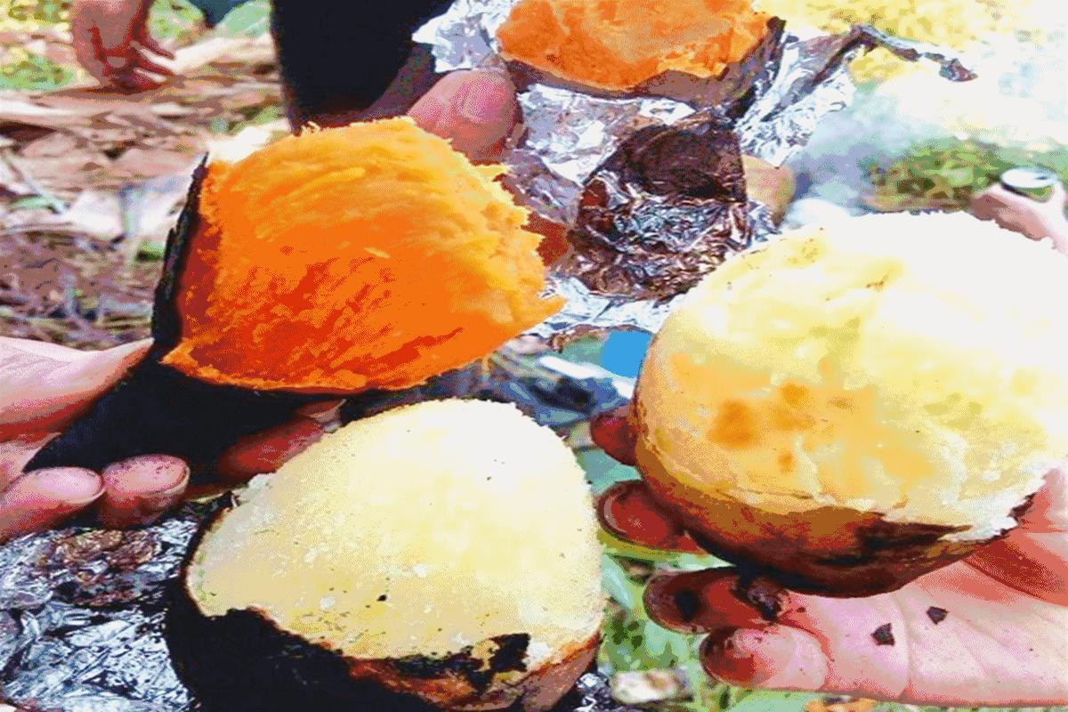 地瓜与红薯哪个更好吃,番薯红薯是同一种吗