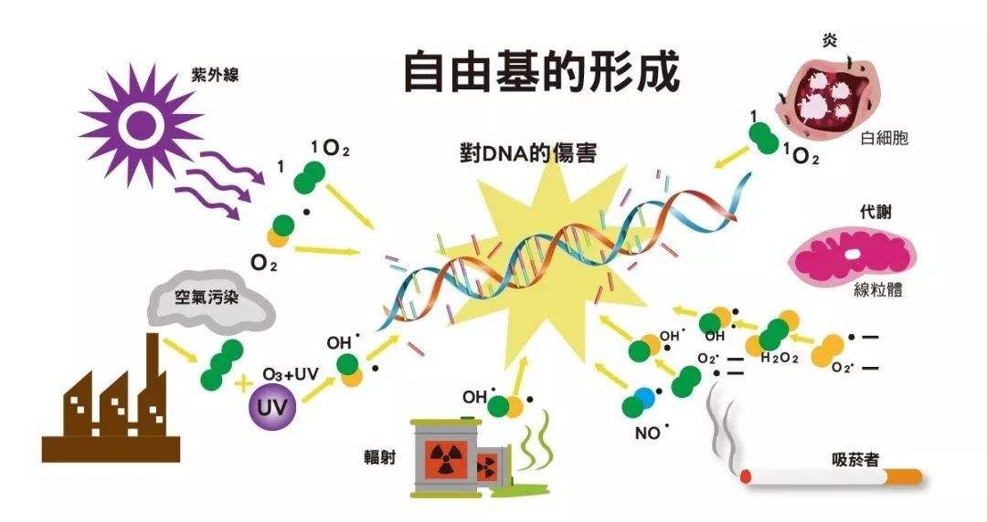 坚持抗氧化真的可以越来越白吗,我们为什么要坚持护肤