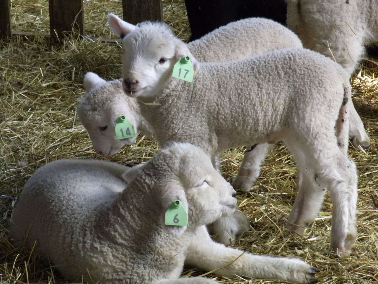 沿“线”旅行 | 富士山下遛娃好去处，好吃好玩儿还不贵