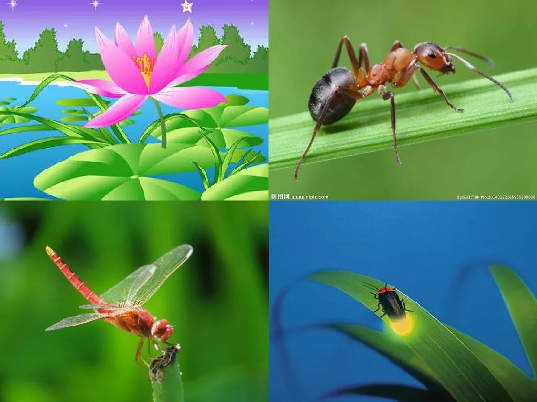 一年级语文下册夏夜多美同步练习,和大人一起读一年级下册夏夜多美