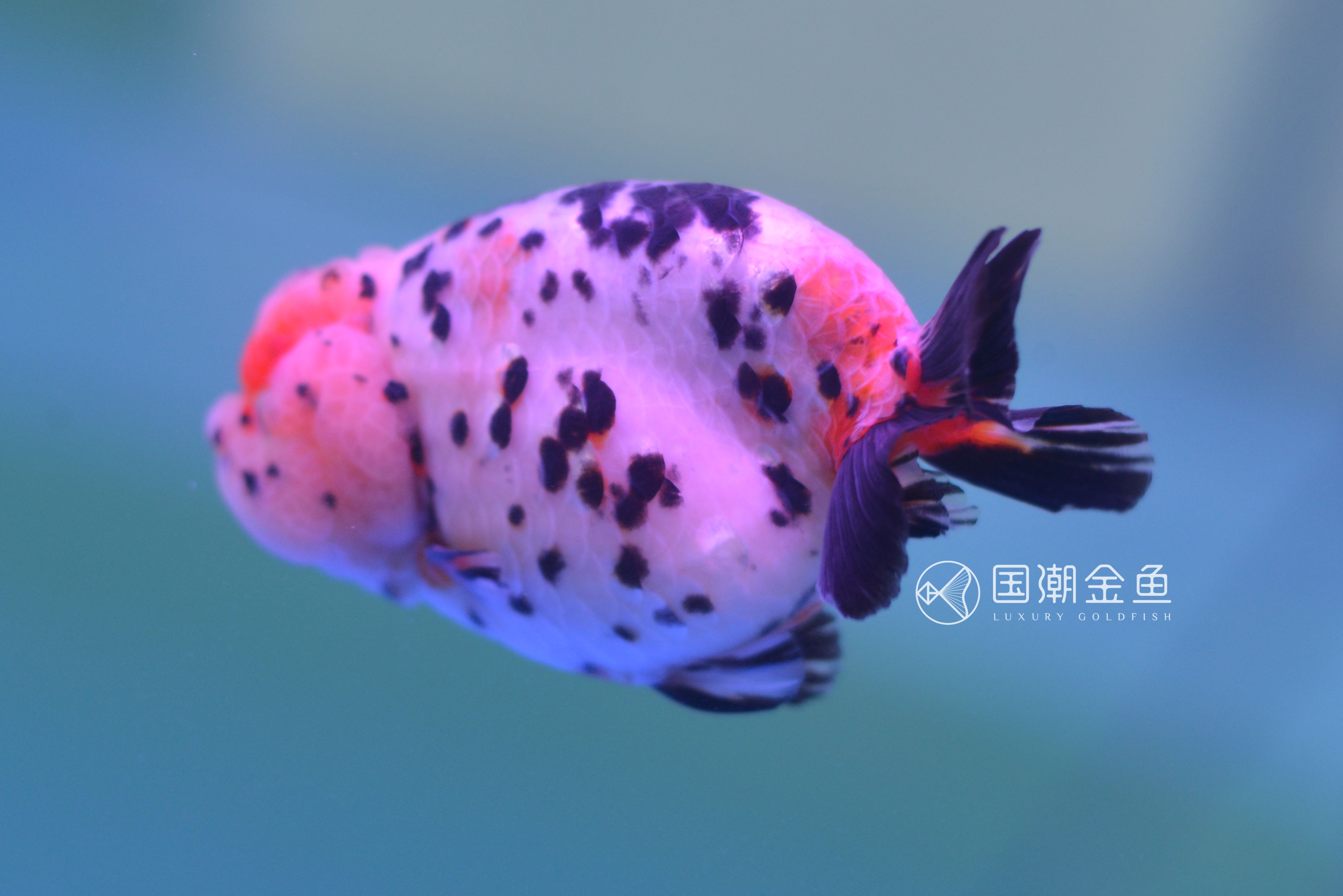 家养金鱼怎么死亡率少,自家养鱼金鱼好养吗