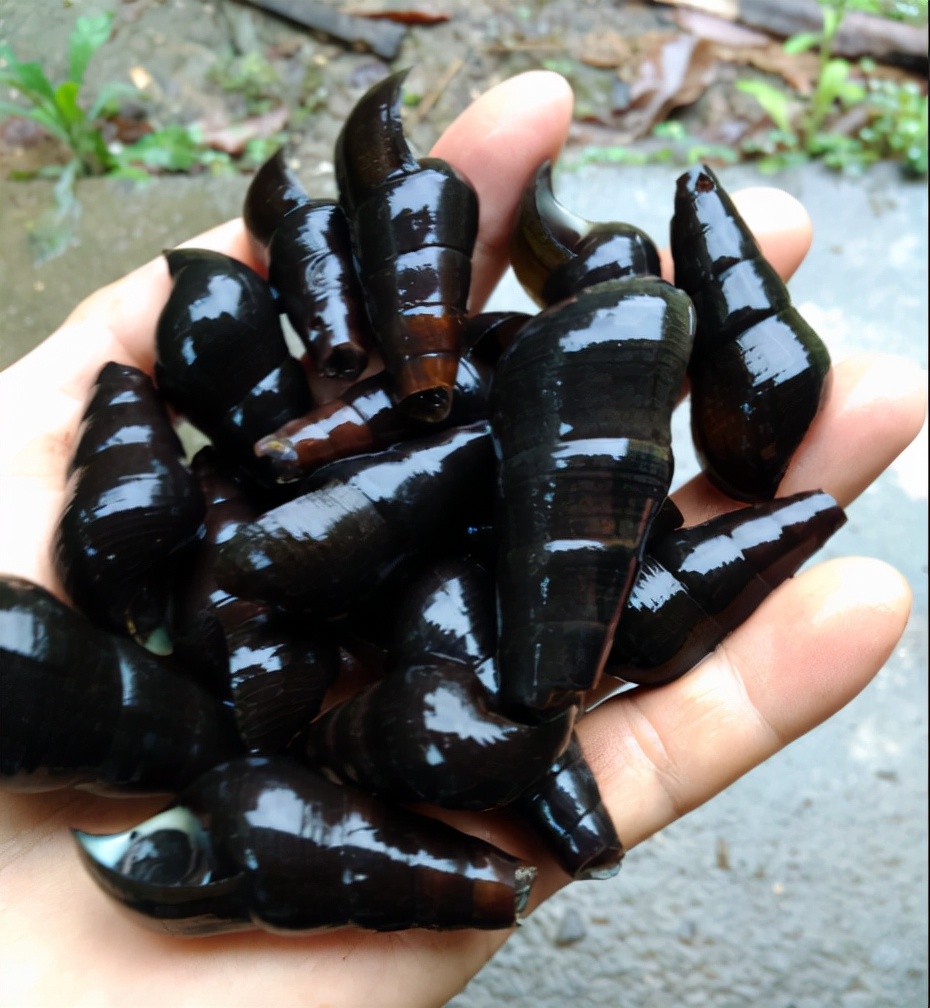 野生山坑螺捡回来要养着吐沙吗,山坑螺生存技巧