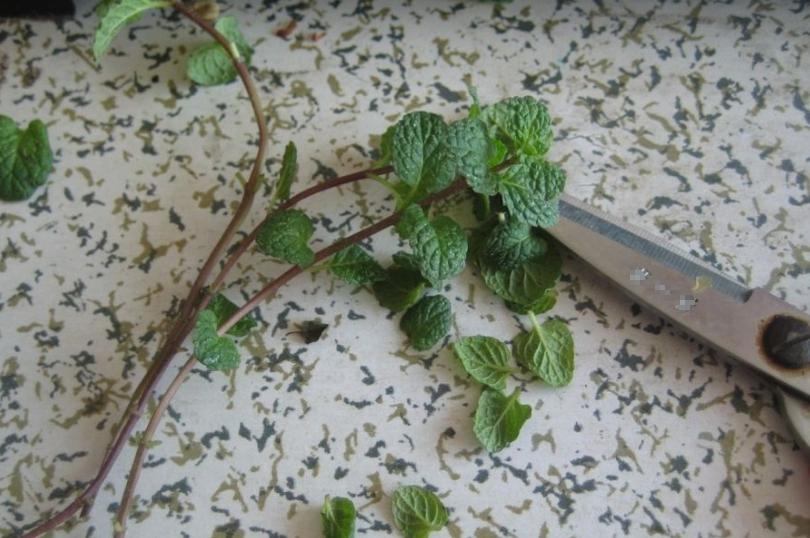 薄荷扦插生根最快方法,薄荷的正确扦插方法图