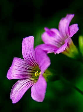 酸酸甜甜都是幸福——酸味草