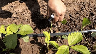 草莓苗弱苗怎样变壮苗,草莓苗怎么促壮