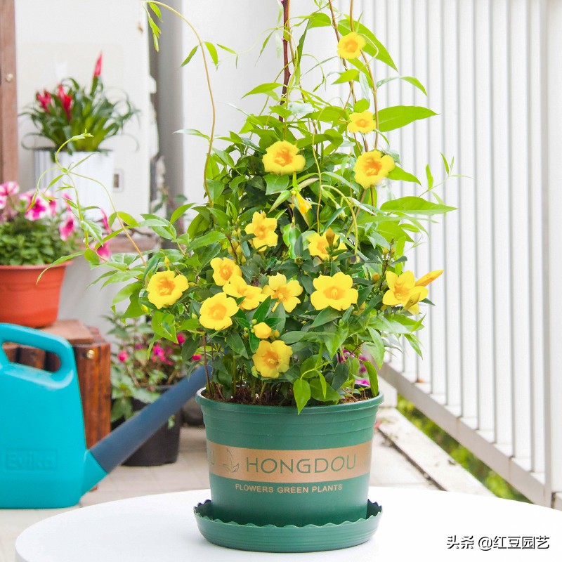 法国香水茉莉爬藤盆栽怎样栽种,香水茉莉花苞