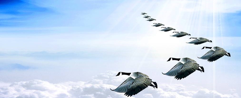 专业的教练培训机构有吗,教练培训品牌