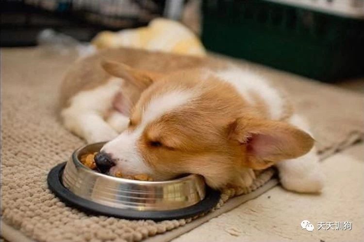 小狗喂什么能养好,养好一只小狗的条件