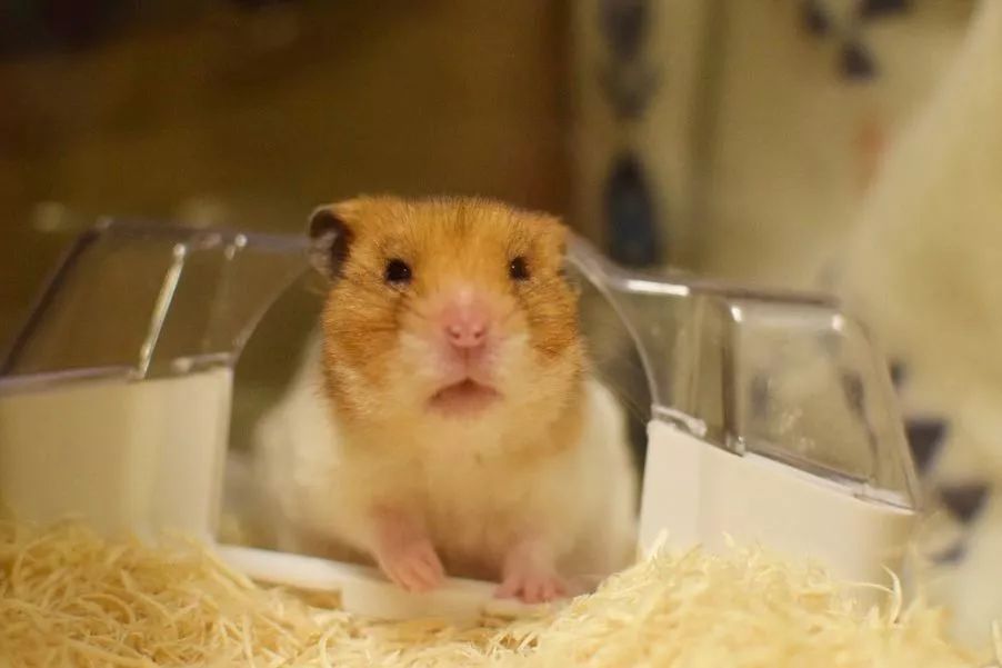 仓鼠拉红色粑粑是不是生病了,仓鼠为什么吃掉自己的粑粑