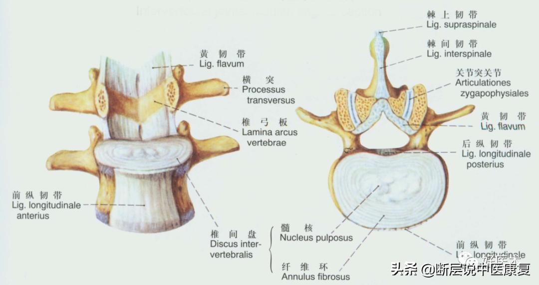 脊柱韧带的走行与位置,脊柱相关病九大诊治区图