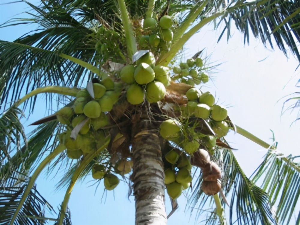 种子的传播方式有哪些和什么有关,种子传播的方式及其特征是什么