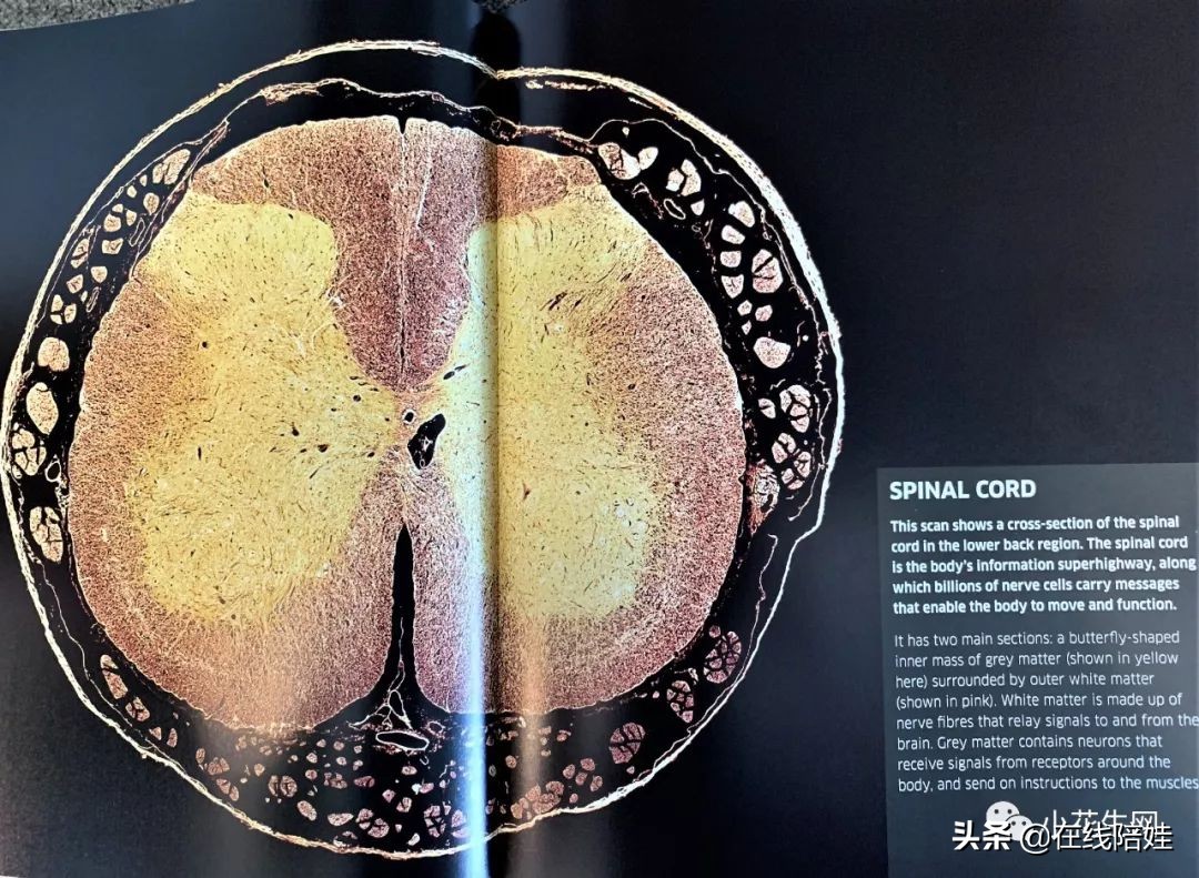 dk知识大百科全套,dk知识大百科书金银版