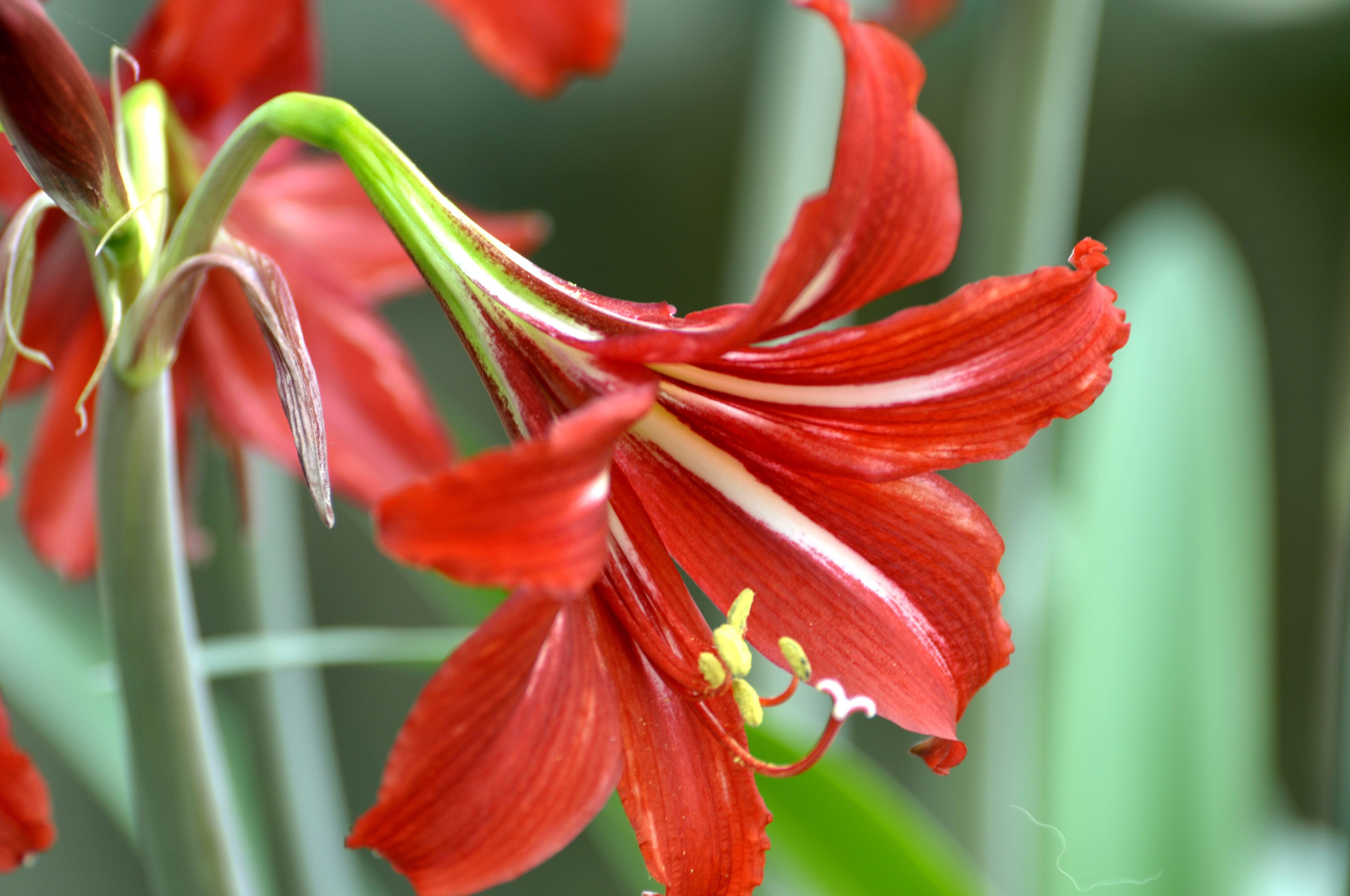 想要朱顶红种球恢复,叶片是关键,养护注意几点,避免叶片倒伏