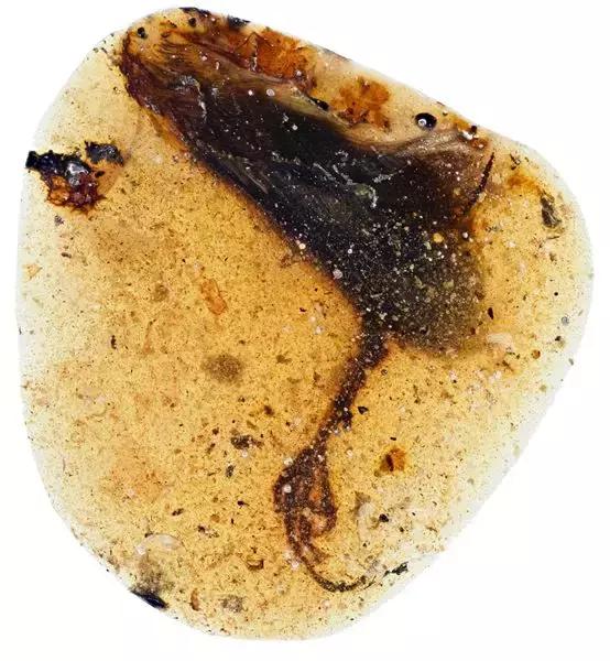 缅甸琥珀市场,缅甸琥珀最新消息