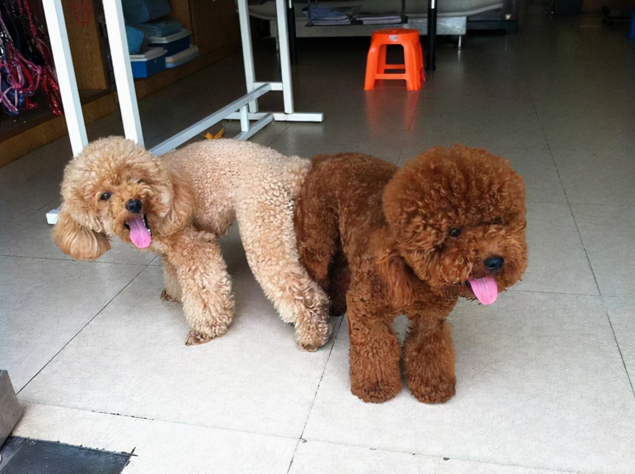 泰迪交配时，不要强行将它们分开，这样伤害很大