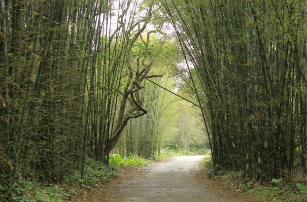 骞垮窞澧炲煄閲庤叮,骞垮窞澧炲煄鎰忓