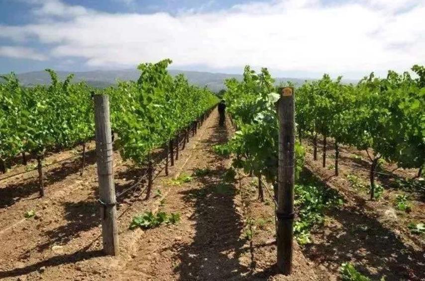 如何种葡萄葡萄长的大个,葡萄怎样种植才能种出好葡萄