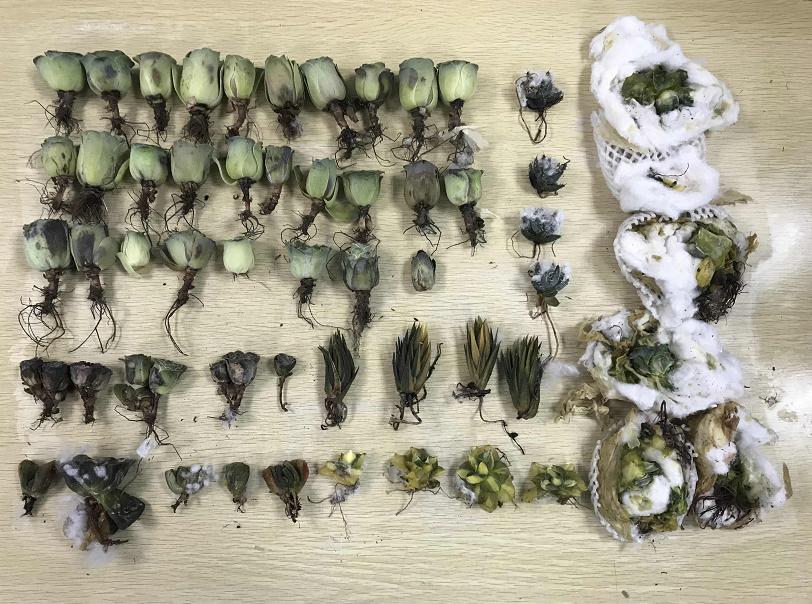 海关查获珍贵多肉植物,海关截获美国液体包裹