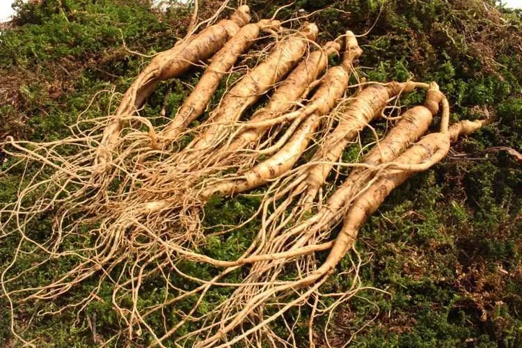 #清风计划#传承创新发展中医药，抚松大自然一直在路上……