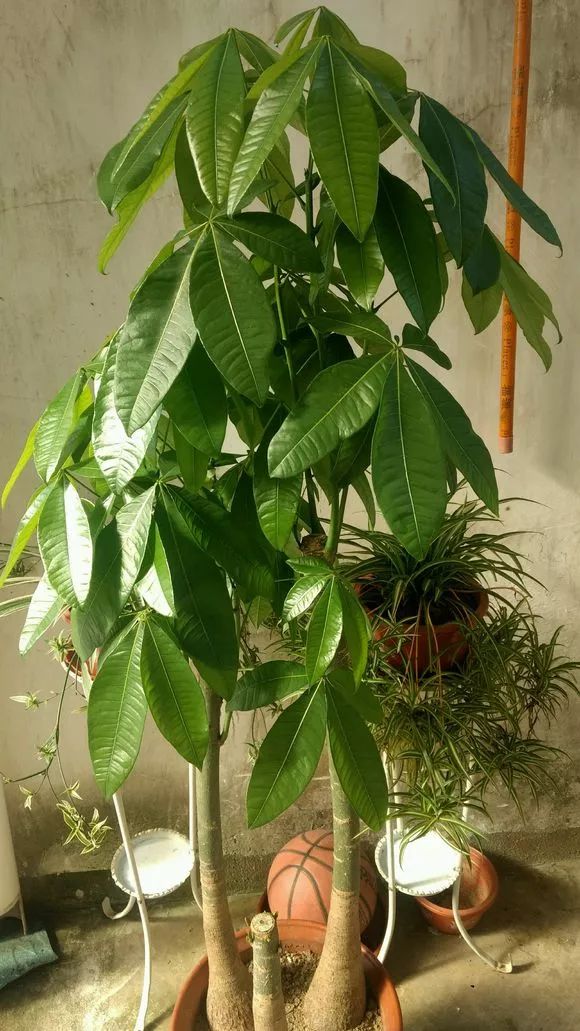 发财树和绿萝哪个好养活,发财树春天掉叶子挽救方法