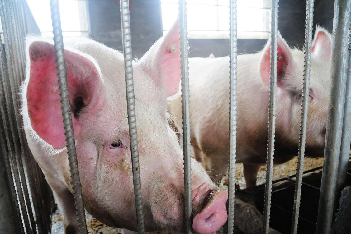 生猪养猪政策有哪些,生猪养殖最新政策