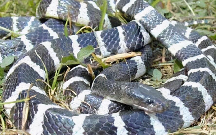 金环蛇的危险,最吓人的金环蛇