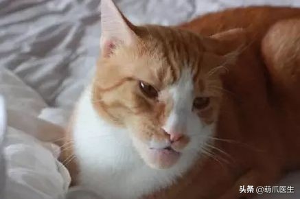 猫咪被蜜蜂蜇了症状怎么办,猫被蜜蜂蜇了怎么办