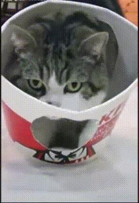 搞笑动图gif微信表情包2019,搞笑动图笑得肚子痛