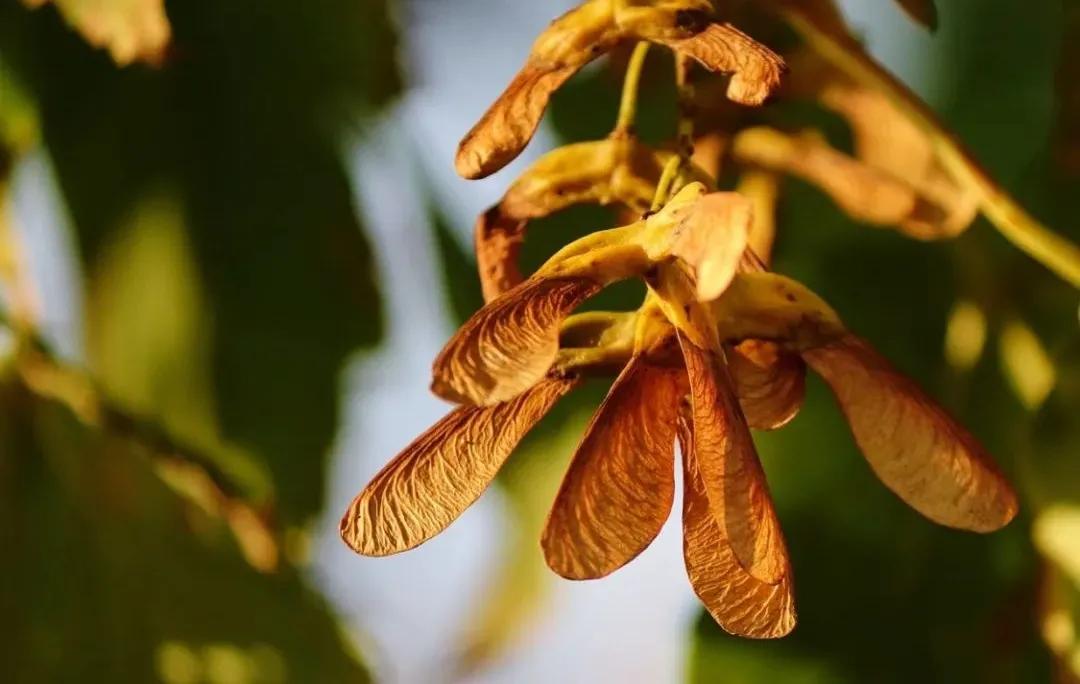 半生风雪，吹落深秋霜月