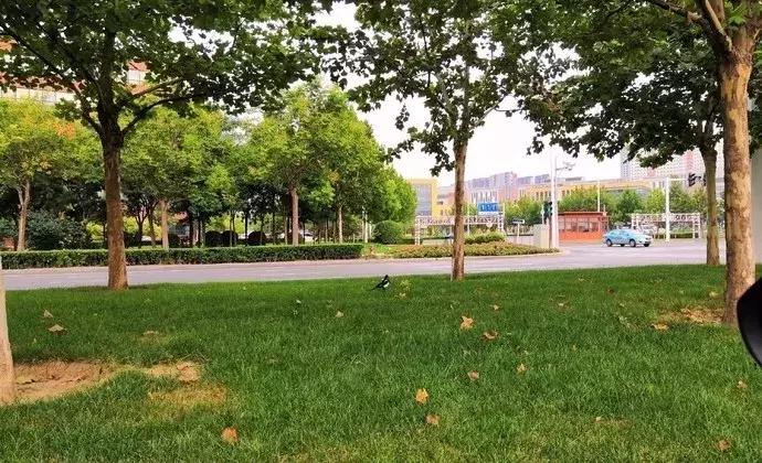 天津春天踏青好地方,天津武清踏青好去处