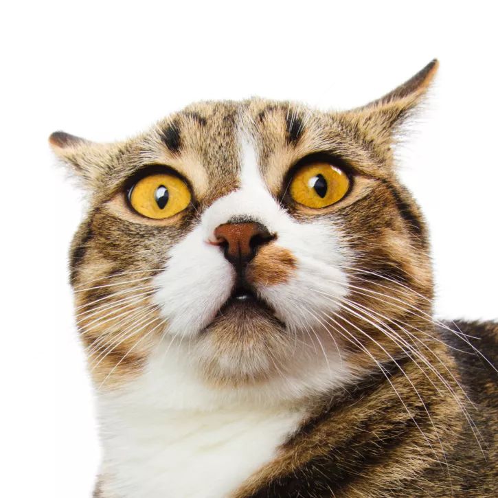 庞氏*局骗**，到底是什么？