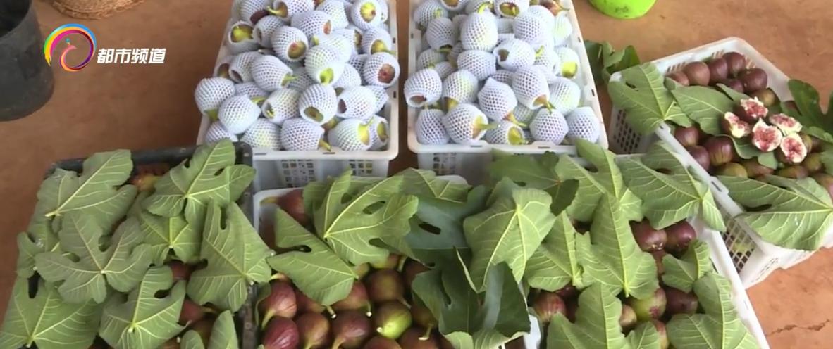 无花果农场致富模式,小小猕猴桃致富大产业