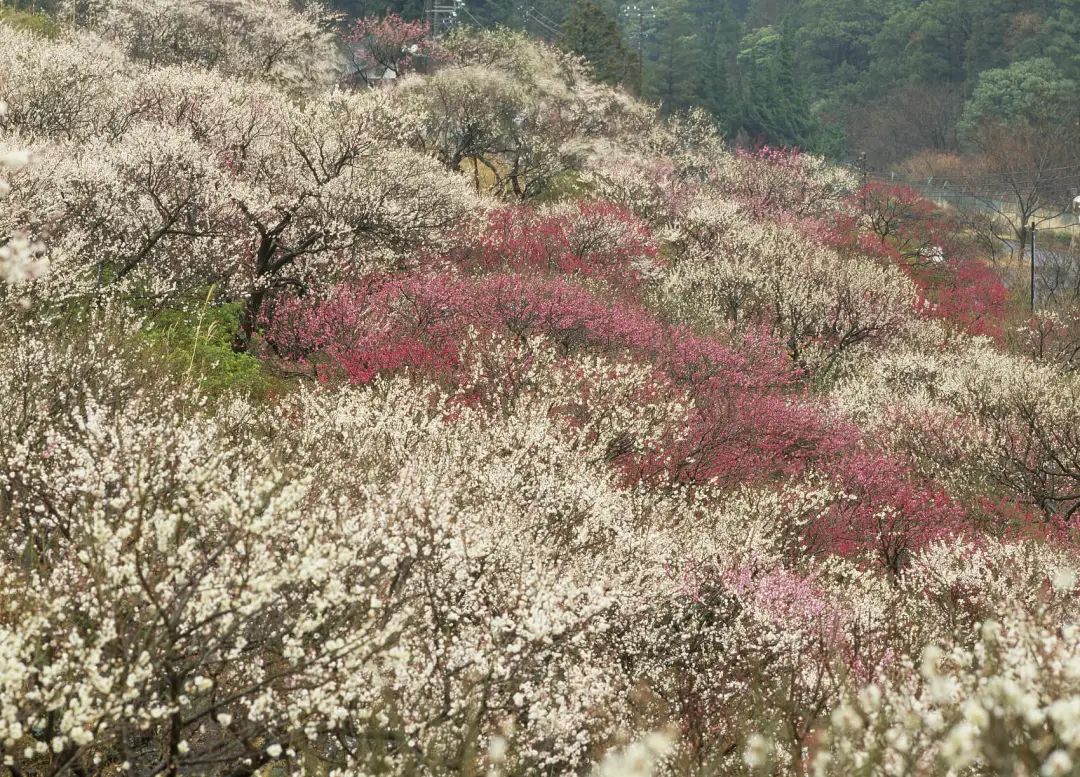 陆游春节的诗,陆游写的关于成都的诗