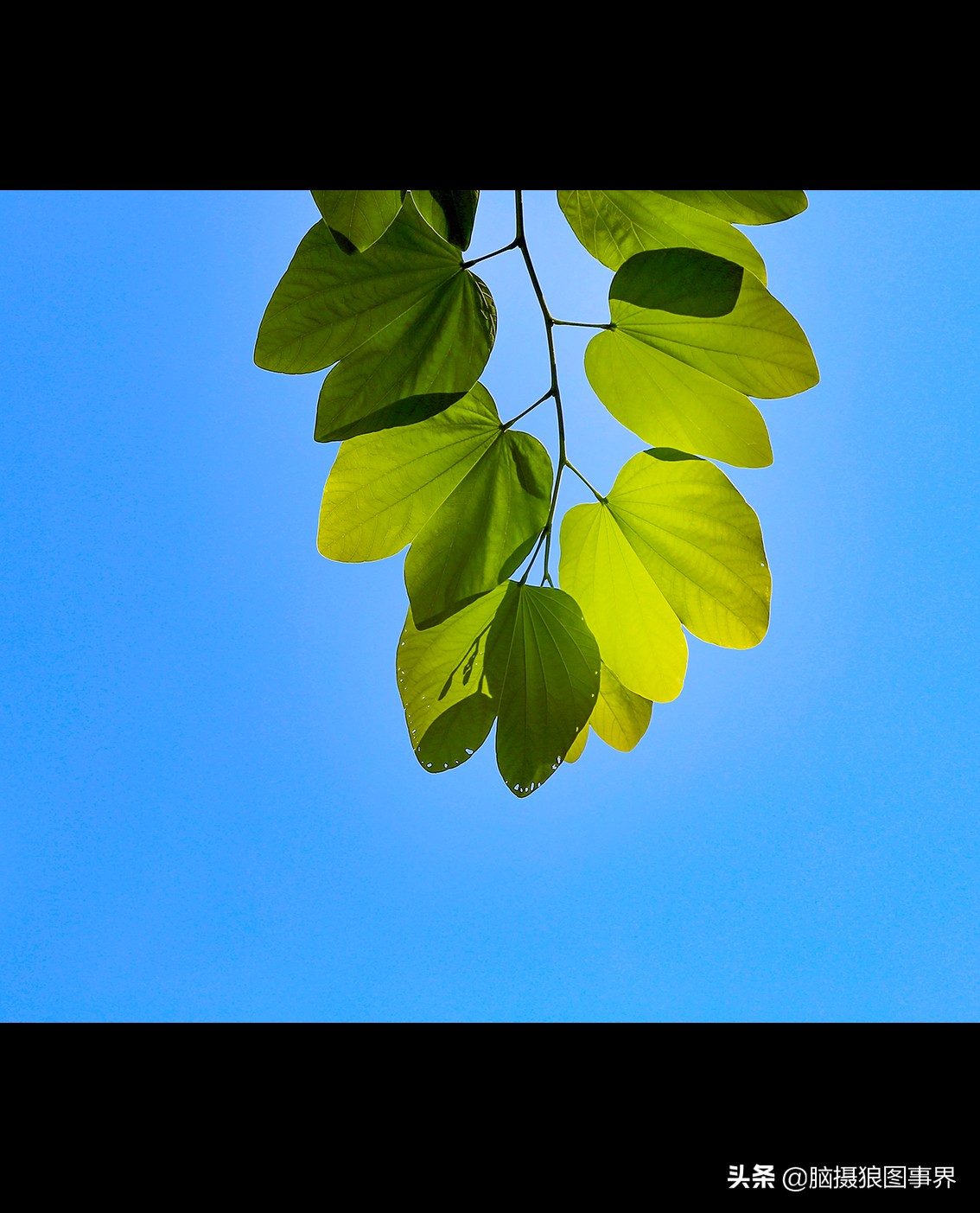 16张照片的风景大片,特别好看的花照片背景图